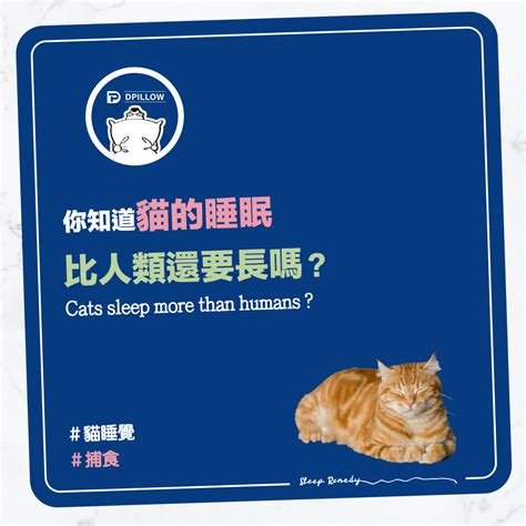 貓睡眠時間|貓一天睡多久？探索貓咪的睡眠秘密